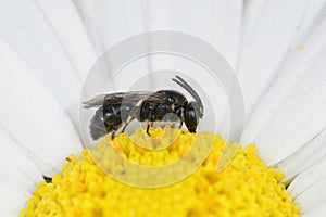 Closeup on a small White-jawed Yellow-face Bee, Hylaeus confusus sitting on a common daisy, Bellis perennis