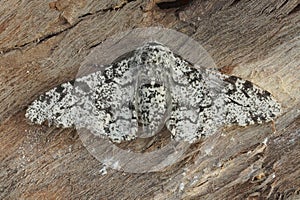 Closeup of the white speckled form of the peppered moth ,Biston betularia, with open wings on a piece of bark photo