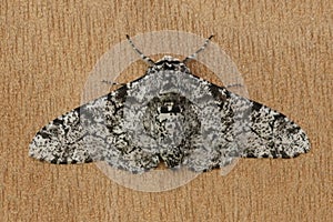 Closeup of the white speckled form of the peppered moth ,Biston betularia, with open wings on a piece of bark photo