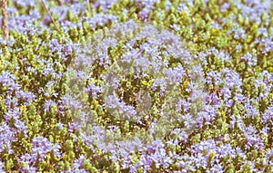 Creeping plant with purple flowers on the rocky ground on a hot summer day. photo