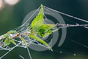 natural cobwebs spider web in morning light with dew drops