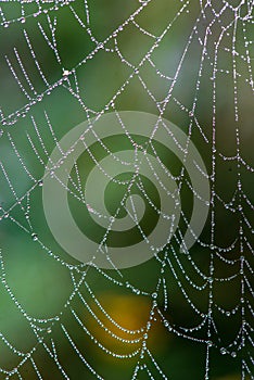 natural cobwebs spider web in morning light with dew drops