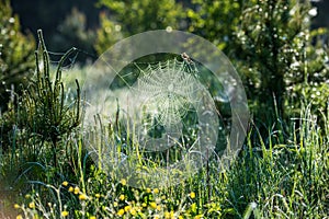 natural cobwebs spider web in morning light with dew drops