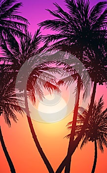 Natural Coconut trees. Mountains horizon hills. Silhouettes of palm trees and hills. Sunrise and sunset. Landscape wallpaper.