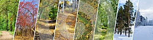 Natural collage forest banner. Natural background, for website header design