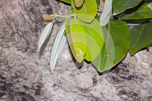 natural color of the bark and green leaves - layered - layered - is naturally beautiful in the evening when the sunlight is soft.