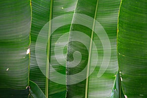 Tropical banana leaves for green foliage backdrop photo