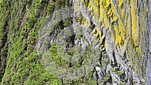 Tree Bark and green moss