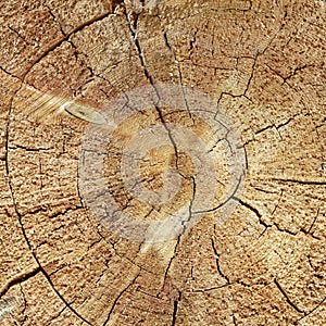 Natural Color Old Wood Grain Log Square Frame Texture Close-Up