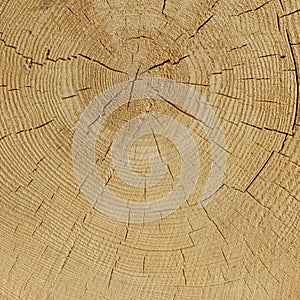 Natural Color Old Wood Grain Square Frame Texture Close Up