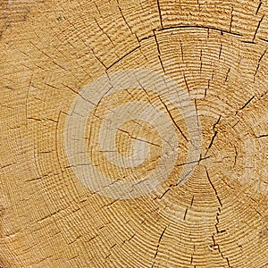 Natural Color Old Wood Grain Square Frame Texture Close Up