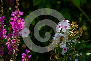 White pink phlox blossoms and purple loosestrife in front of a green foliated hedge photo