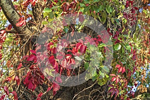 Natural colorful autumn background of wild grape leaves. Colors and texture of autumn