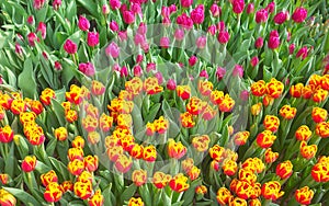 Natural colorful background made of tulips, selective focus