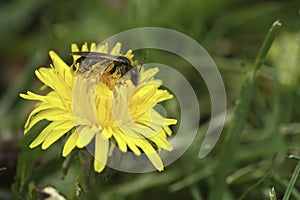 Closeup on a female of the rare buff-tailed or catsear mining bee, Andrena humilis on a dandelion , it\'s host plant photo