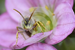 Colorful closeup on a male Lathbury's Nomada solitary bee, Nomada lathburiana on a pink flower photo