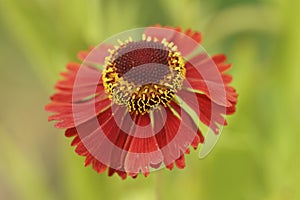 Colorful closeup on the ye-catching red flower variety of Helenium Moerheim beauty, gainst a green background photo