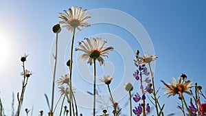 Natural colorful landscape with many wild flowers of daisies against blue sky. A frame with soft selective focus.