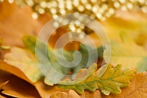 Natural colorful oak leaves background. Autumn background.