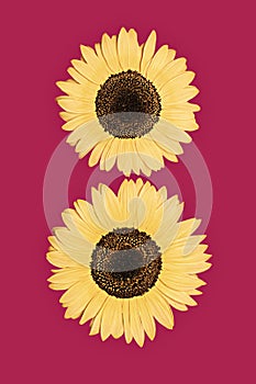 Natural colorful sunflower on pink background. isolated