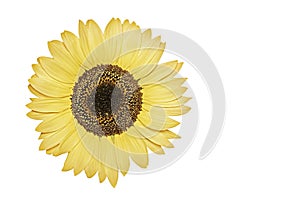 Natural colorful sunflower on white background. isolated