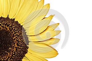 Natural colorful sunflower on white background. isolated