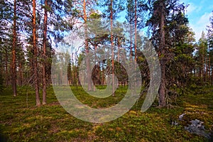 Natural coniferous forest in evening light in northern Swedish nature reserve Norravasund