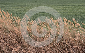 Contrast of Golden Reeds and Green Wheat Field photo