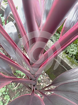 The natural Cordyline terminalis is growing on the branch occurs in the natural garden