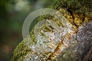 Natural cork bark overgrown with thick moss in nature. Natural cork cultivation in nature