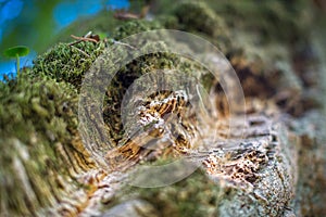 Natural cork bark overgrown with thick moss in nature. Natural cork cultivation in nature