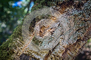 Natural cork bark overgrown with thick moss in nature. Natural cork cultivation in nature