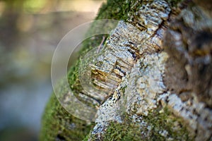 Natural cork bark overgrown with thick moss in nature. Natural cork cultivation in nature. Macro