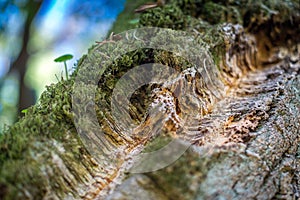 Natural cork bark overgrown with thick moss in nature. Natural cork cultivation in nature. Macro