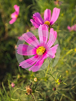 Natural Cosmos flower close up