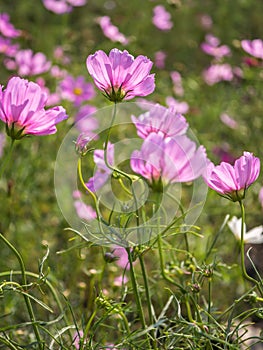 Natural Cosmos flower in field