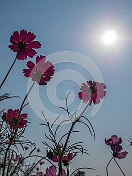 Natural Cosmos flower and sun ray