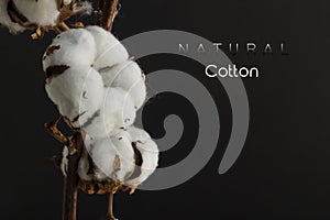 Natural Cotton Branch On Black Background with `Natural Cotton` writing