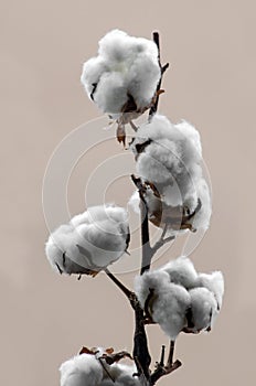 Natural Cotton Branch On Pastel Tone Background,standing.