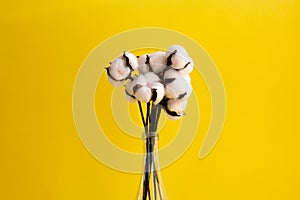 Natural cotton flowers in a high vase on a yellow background