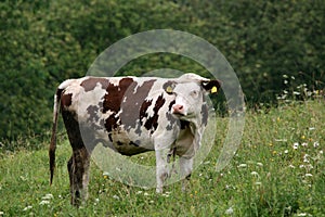 Natural cow