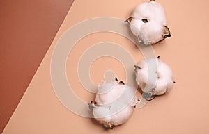 Natural creative pastel concept. Cotone flowers on a beige background photo