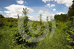 Natural cultivation of young spruce trees in the midst of green grass.