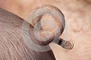 Natural curly pigtail close up