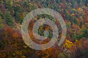 Natural cycle of changing season. Mixed colourful forest in the late autumn