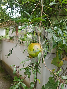 Natural Dalim fruit