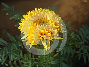 Natural dandelion of peradeniya flower garden