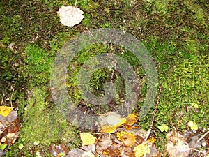 Natural dark background. A green and fresh moss on a tree bark.this often occurs in green nord wood.