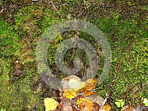 Natural dark background. A green and fresh moss on a tree bark.this often occurs in green nord wood.