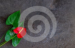 Natural dark gray marble texture background with green leaves.